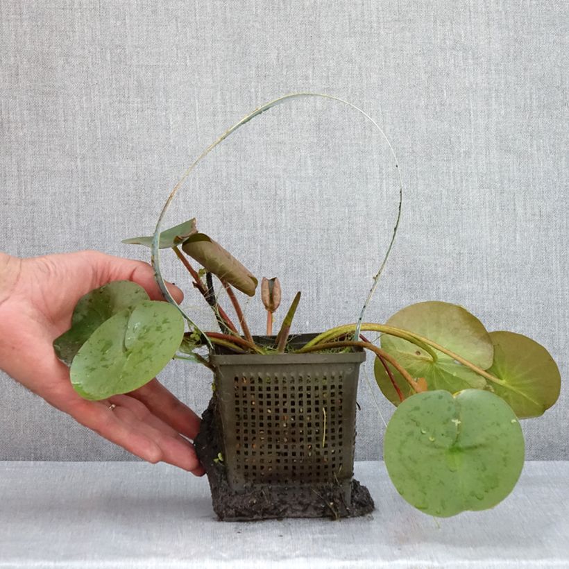 Nymphaea Marliacea Rubra - Water Lily 1L/1.5L pot sample as delivered in summer
