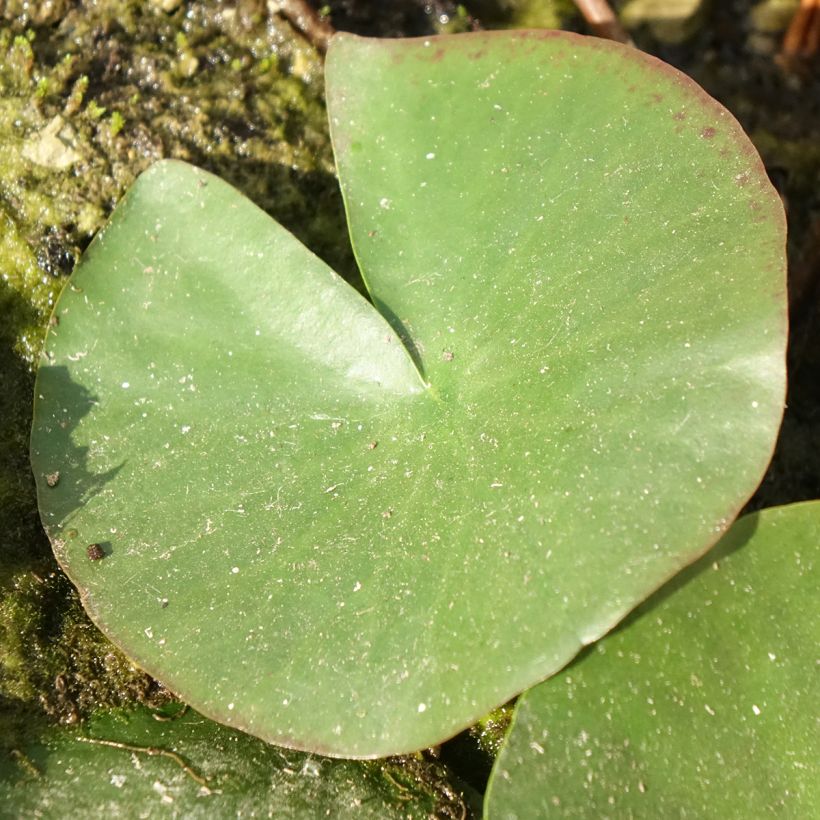 Nymphaea Mayla - Water Lily (Foliage)