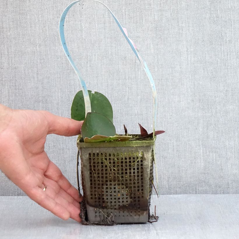 Nymphaea Mayla - Water Lily 1L/1.5L pot sample as delivered in summer