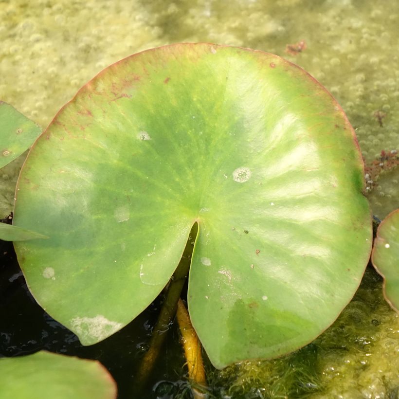 Nymphaea Newton - Waterlily (Foliage)