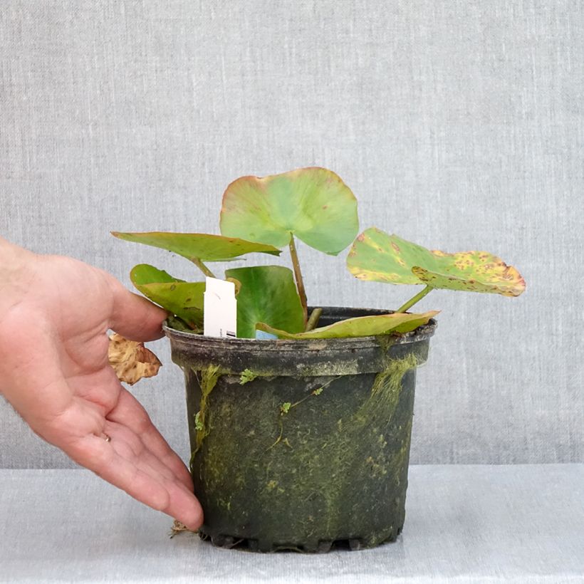 Nymphaea Newton - Waterlily 1.5L/2L pot sample as delivered in summer