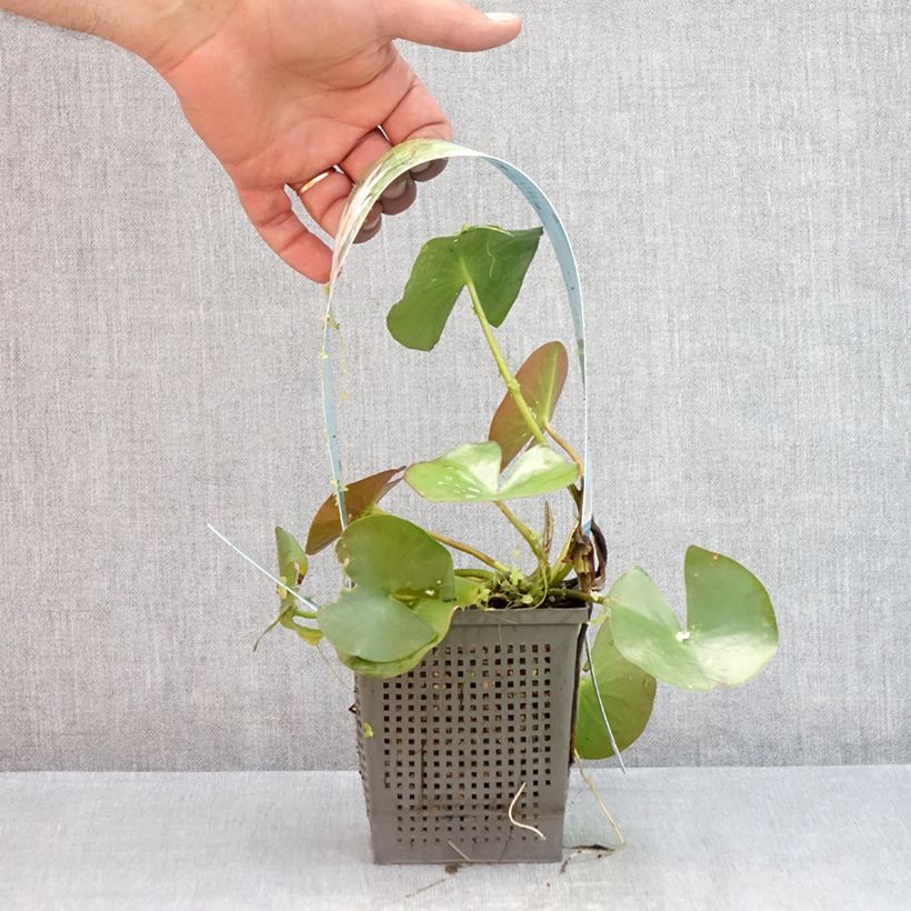 Nymphaea Odorata Alba - Water Lily 1L/1.5L pot sample as delivered in summer