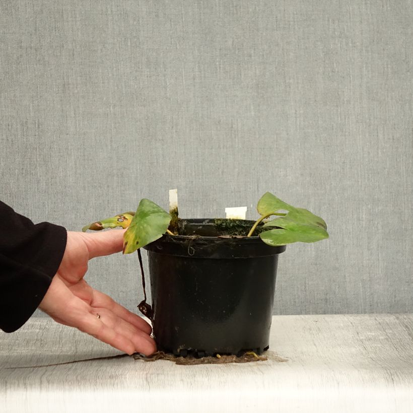 Nymphaea Odorata Suavissima - Waterlily 1.5L/2L pot sample as delivered in autumn