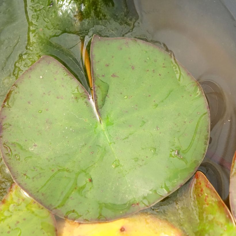 Nymphaea Odorata Suavissima - Waterlily (Foliage)