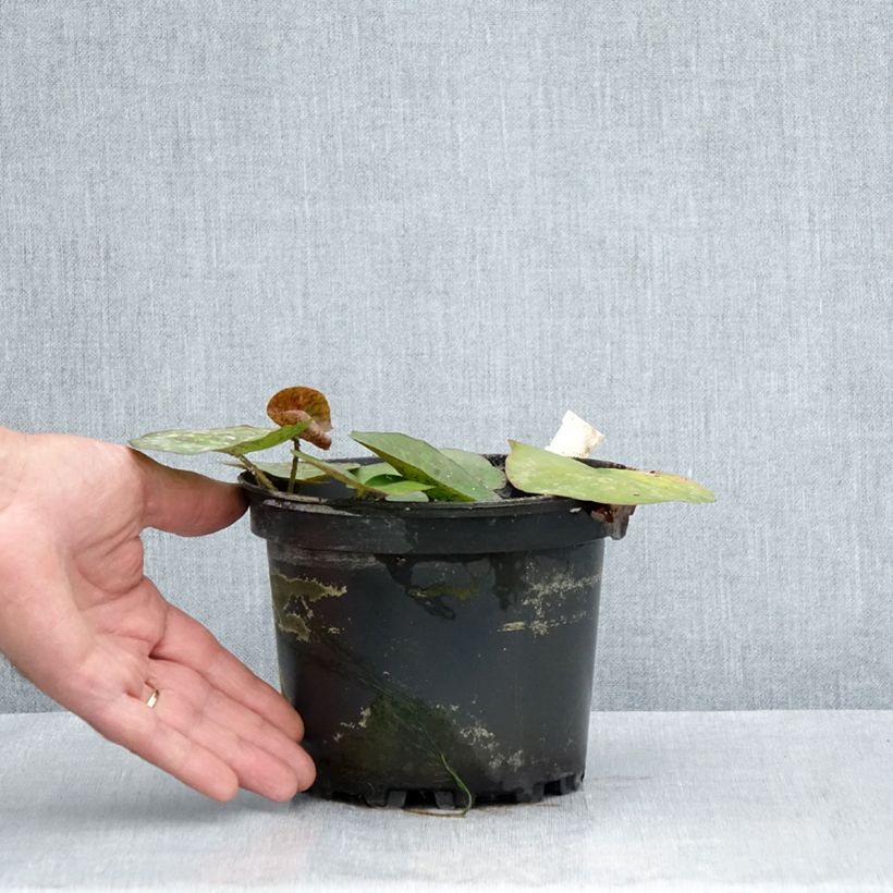 Nymphaea Odorata Sulphurea Grandiflora - Waterlily 1.5L/2L pot sample as delivered in summer