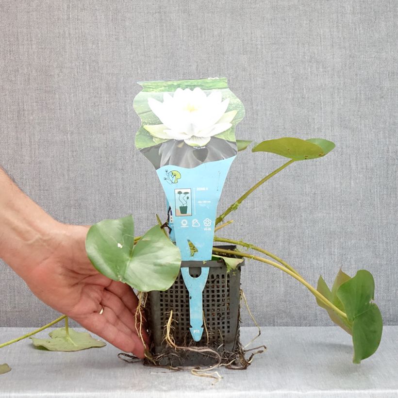 Nymphaea Perry's Double - Water Lily 1L/1.5L pot sample as delivered in summer