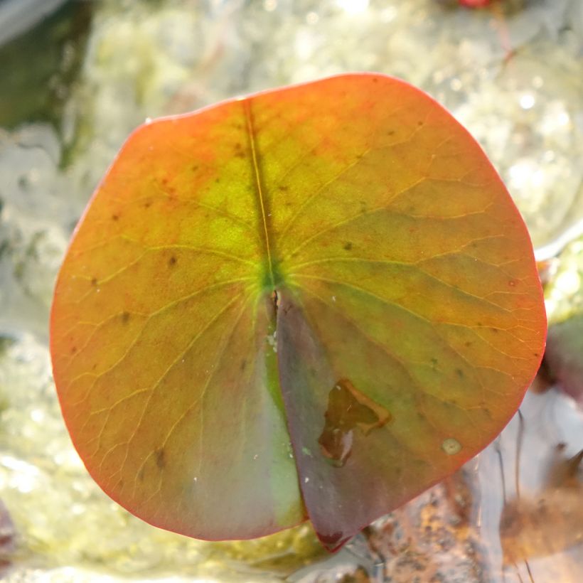 Nymphaea Perry's Red Glow - Water lily (Foliage)