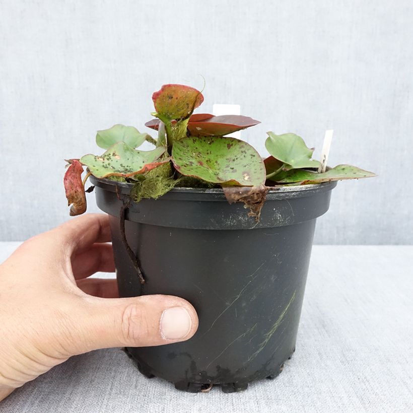 Nymphaea Perry's Red Glow - Water lily 1.5L/2L pot sample as delivered in summer