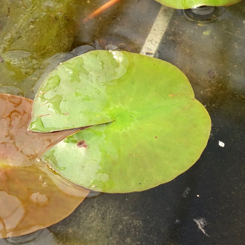 Nymphaea Peter Slocum - Water Lily (Foliage)