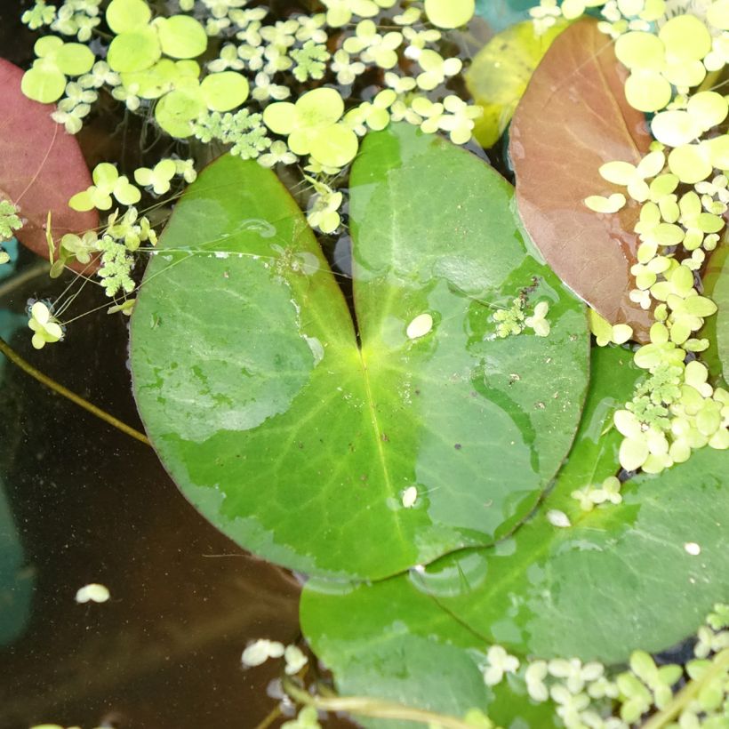 Nymphaea Pygmaea Alba - Water Lily (Foliage)