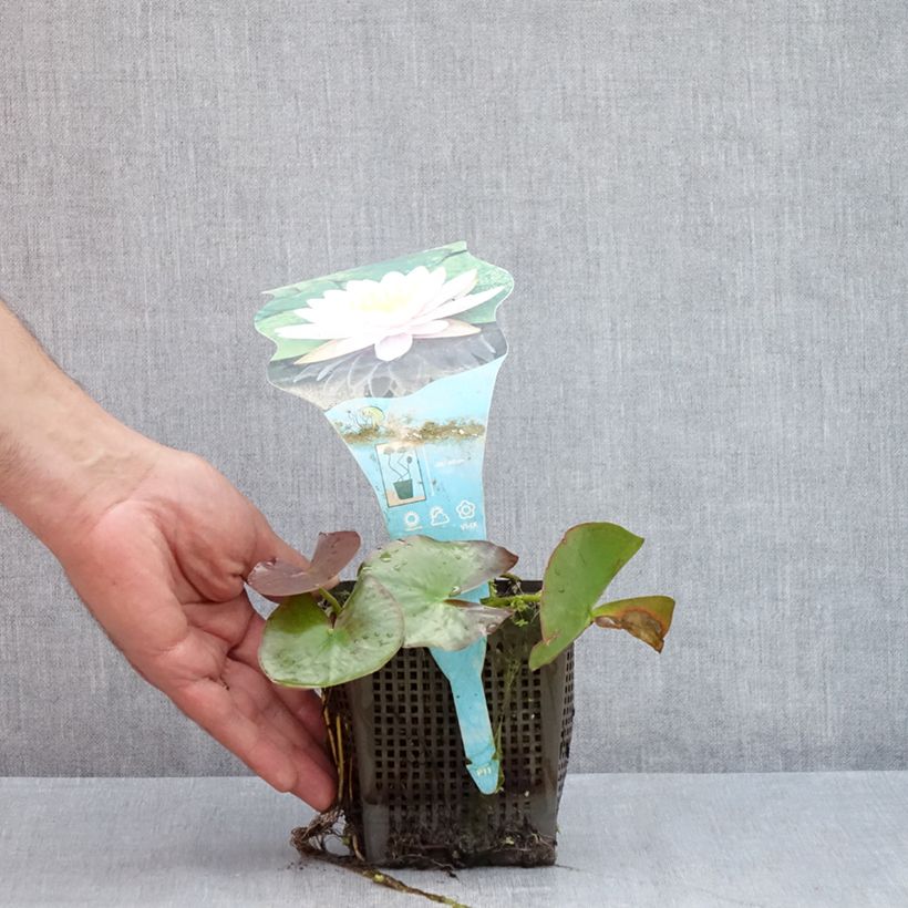 Nymphaea Ray Davies - Water Lily 1L/1.5L pot sample as delivered in summer