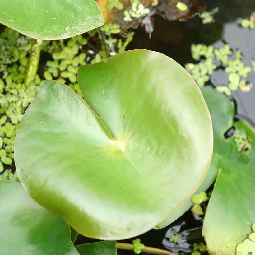 Nymphaea Rose Arey - Water Lily (Foliage)