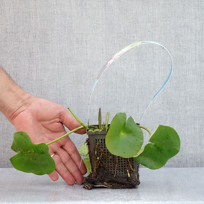 Nymphaea Rose Arey - Water Lily 1L/1.5L pot sample as delivered in summer