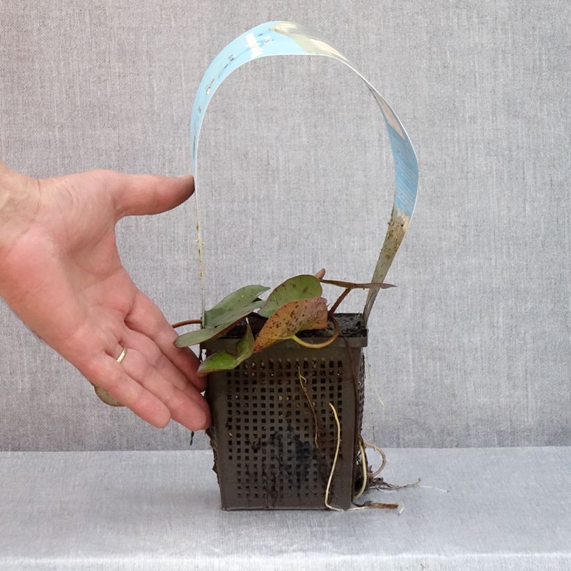 Nymphaea Sioux - Water Lily 1L/1.5L pot sample as delivered in summer