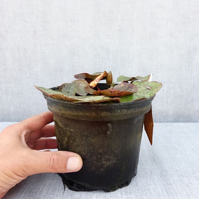 Nymphaea Texas Dawn - Water lily 1.5L/2L pot sample as delivered in summer