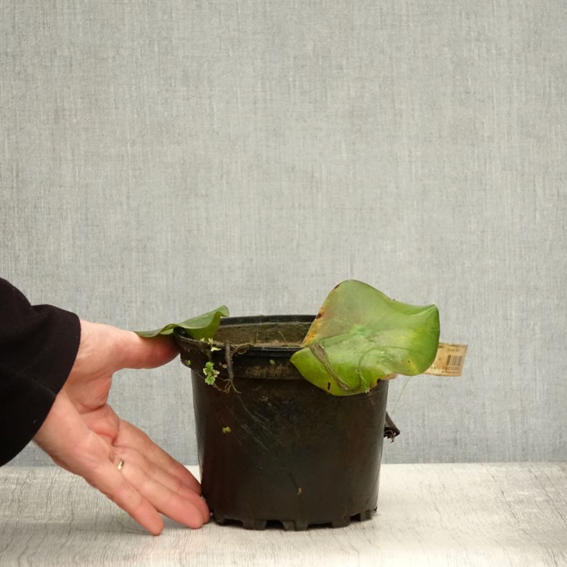 Nymphaea Virginalis - Water lily 1.5L/2L pot sample as delivered in autumn