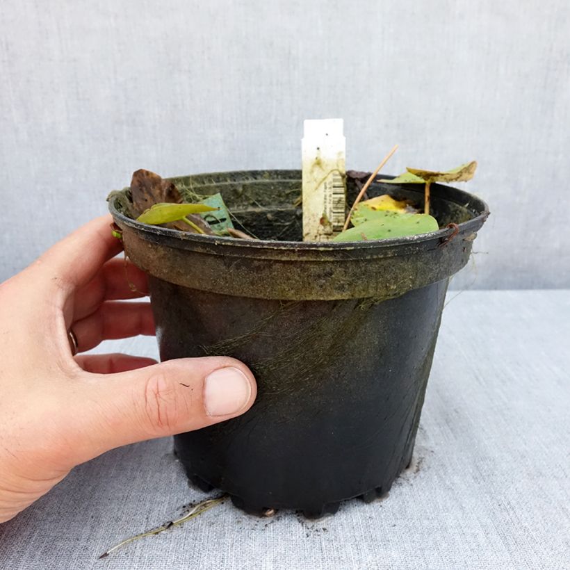Nymphaea Walter Pagels - Water lily 1.5L/2L pot sample as delivered in summer