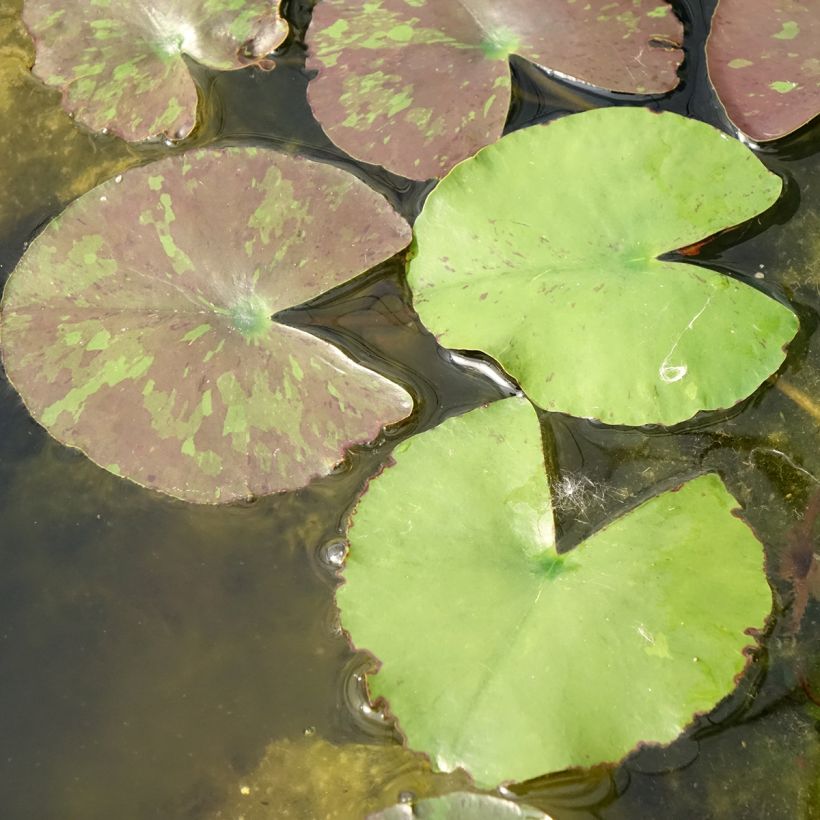 Nymphaea Wanvisa - Water Lily (Foliage)