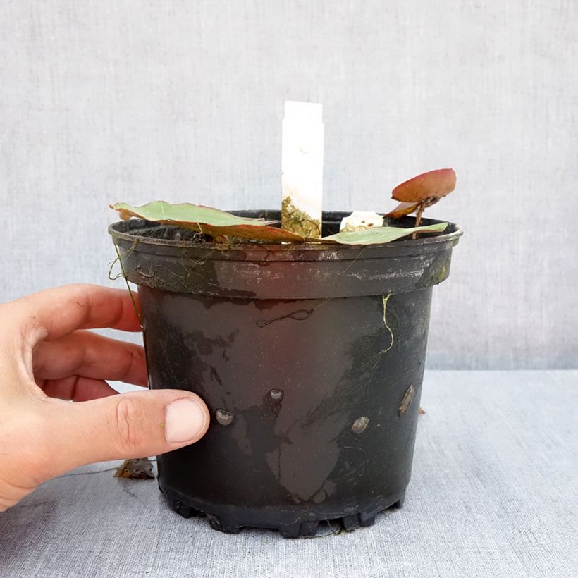 Nymphaea White 1000 Petals - Water lily 1.5L/2L pot sample as delivered in summer