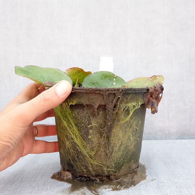 Nymphaea Yellow Enigma - Waterlily 1.5L/2L pot sample as delivered in summer