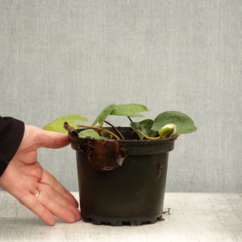 Nymphaea Yellow Enigma - Waterlily 1.5L/2L pot sample as delivered in autumn