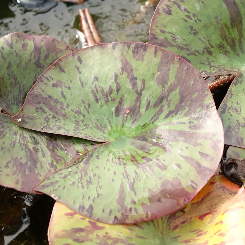 Nymphaea Yellow Queen - Waterlily (Foliage)