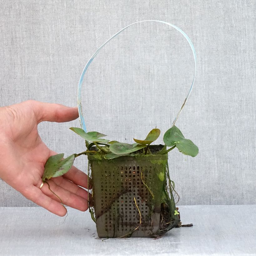 Nymphaea Yellow Sensation - Water Lily 1L/1.5L pot sample as delivered in summer