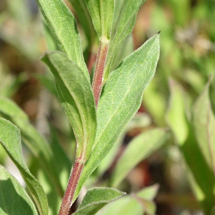 Aster amellus Dr Otto Petschek (Foliage)