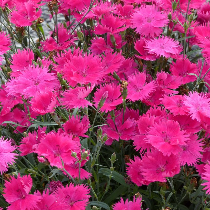 Dianthus Suntory Pink (Flowering)