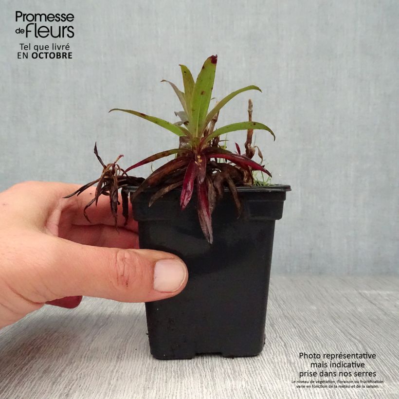 Dianthus barbatus Nigrescens Sooty 7/8 cm pot sample as delivered in autumn