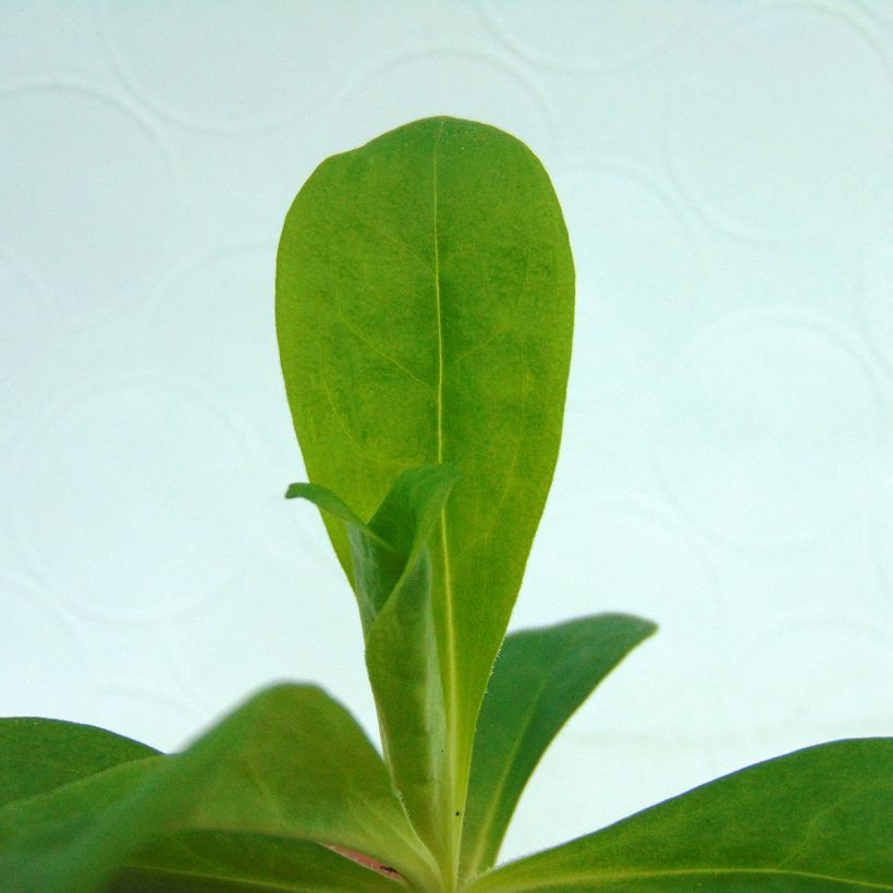 Dianthus barbatus Precurseur - Sweet William (Foliage)