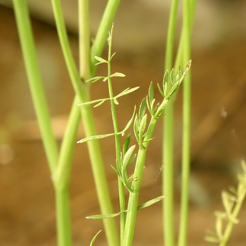 Oenanthe aquatica - fine-leaved water dropwort (Foliage)