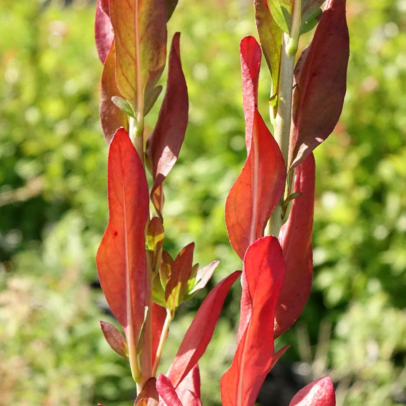 Oenothera fruticosa Hohes Licht - Evening Primrose (Foliage)