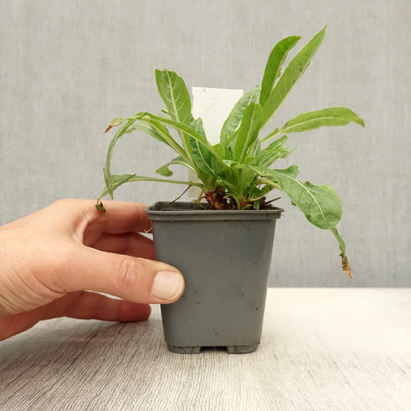 Oenothera glazioviana - Evening Primrose 8/9 cm pot sample as delivered in autumn