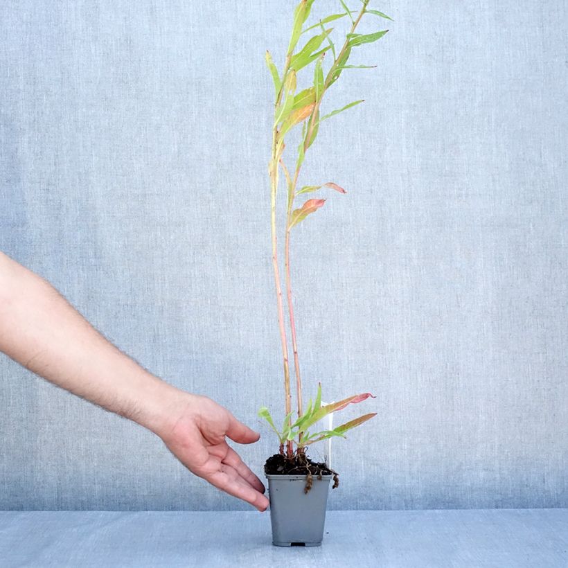 Oenothera glazioviana - Evening Primrose 8/9 cm pot sample as delivered in summer