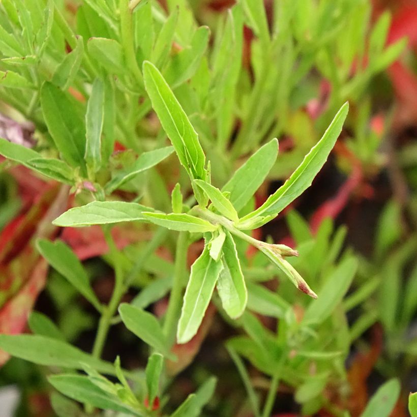 Oenothera speciosa Siskiyou - Evening Primrose (Foliage)