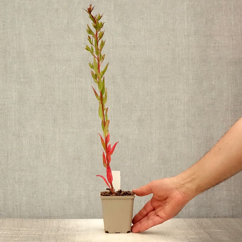 Oenothera fruticosa Michelle Ploeger - Evening Primrose 8/9 cm pot sample as delivered in summer