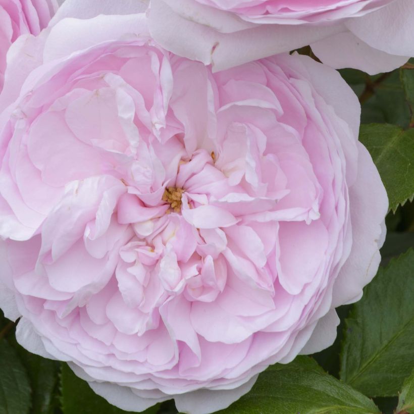 Rosa Olivia Rose Austin - English Shrub Rose (Flowering)