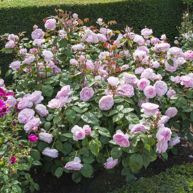Rosa Olivia Rose Austin - English Shrub Rose (Plant habit)