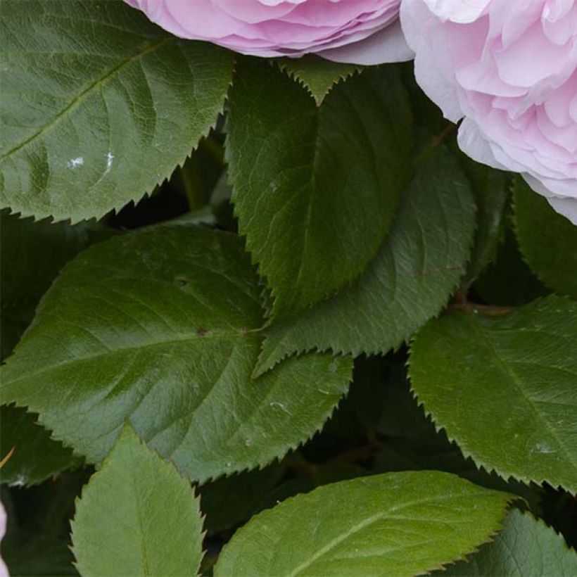 Rosa Olivia Rose Austin - English Shrub Rose (Foliage)