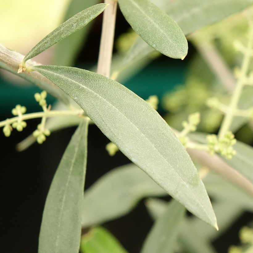 Olea europea Negrette - Olive tree (Foliage)