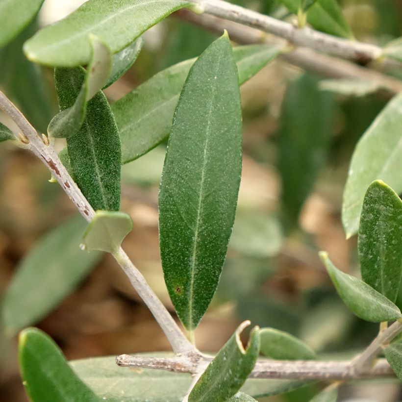 Olea europea Negrette - Olive tree (Foliage)