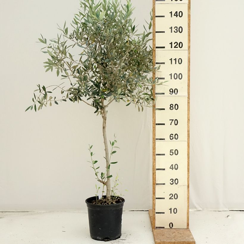 Olea europaea - Olive 7.5L/10L pot sample as delivered in summer