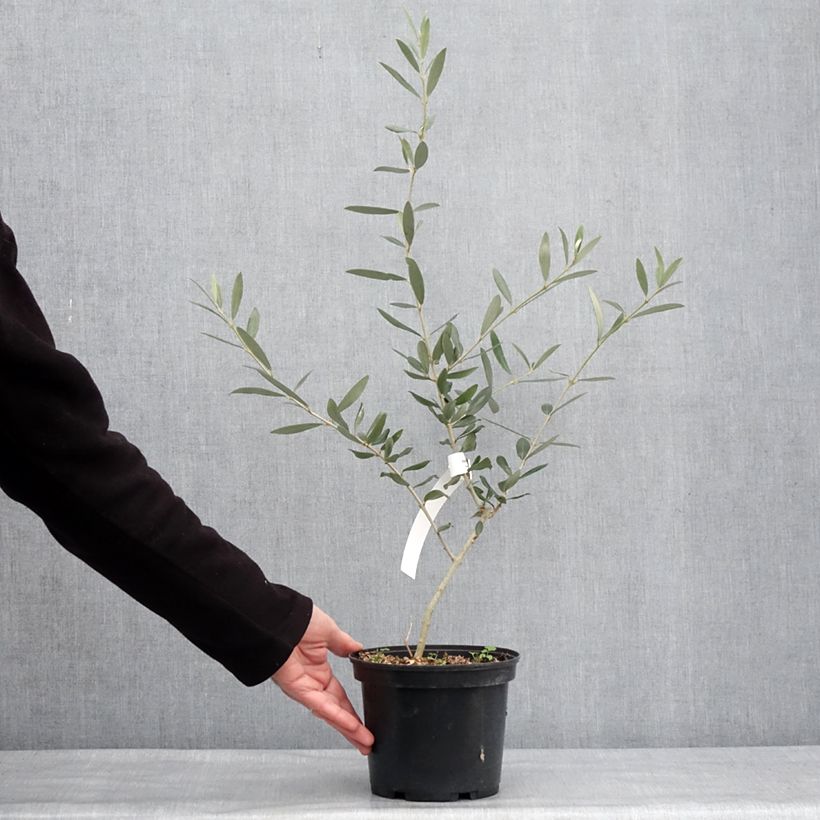 Olea europaea Picholine - Olive tree 3L/4L pot, Clump sample as delivered in winter