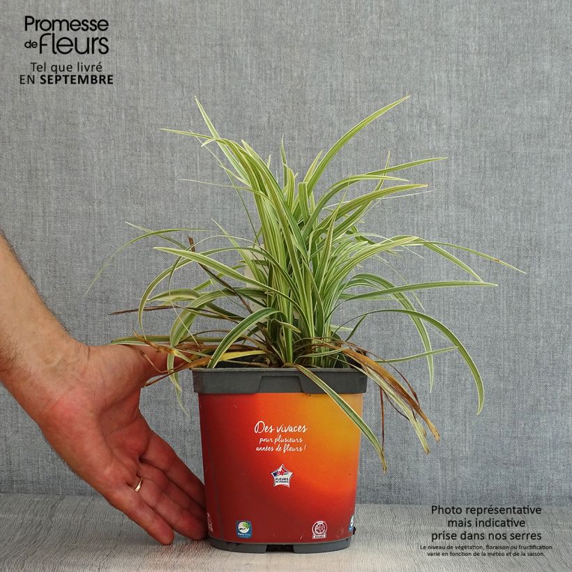Ophiopogon jaburan Albo Variegata 2L/3L pot sample as delivered in summer