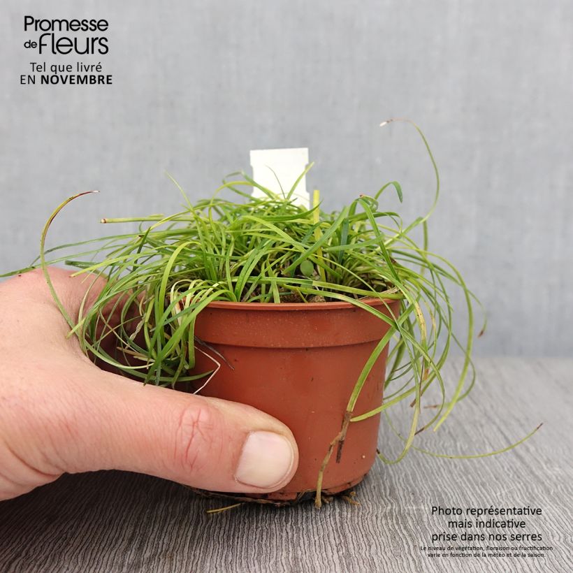 Ophiopogon chingii - Herbe aux turquoises - godet de 8/9cm sample as delivered in autumn