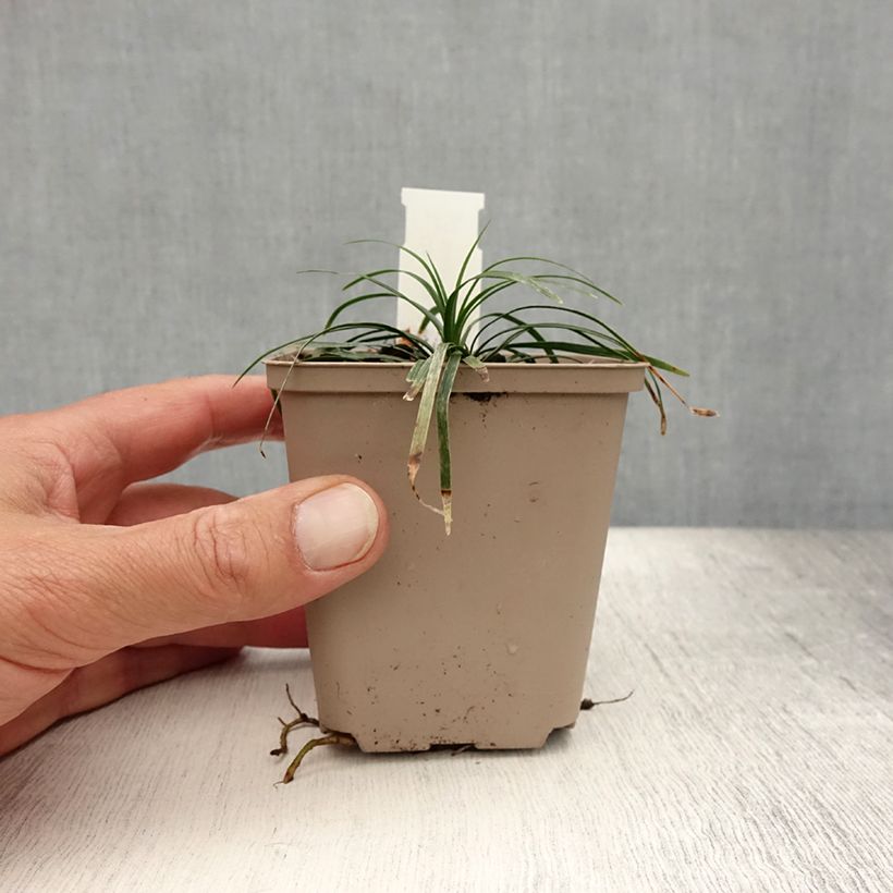 Ophiopogon japonicus Minor - Barbe de serpent ou Herbe aux turquoises Godet de 8/9 cm sample as delivered in summer
