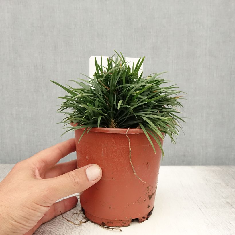 Ophiopogon japonicus Minor - Barbe de serpent ou Herbe aux turquoises - pot de 1L/1.5L sample as delivered in summer