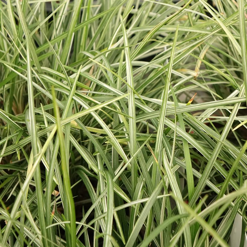 Ophiopogon japonicus Silver Mist (Foliage)