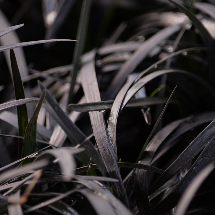 Black Ophiopogon - Ophiopogon planiscapus Nigrescens (Foliage)